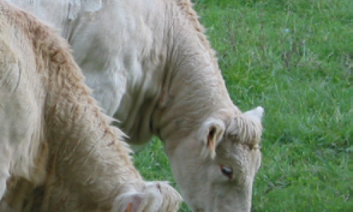 La filière bovine s’accorde pour encadrer l’achat et l’enlèvement des bovins destinés à l’élevage