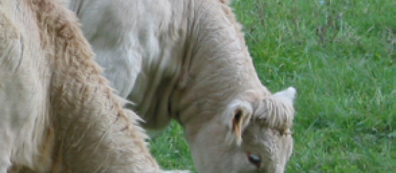 La filière bovine s’accorde pour encadrer l’achat et l’enlèvement des bovins destinés à l’élevage