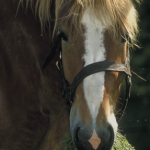 Estimer le poids d’un cheval et sa note d’état corporel, maintenant c’est facile