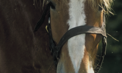 Estimer le poids d’un cheval et sa note d’état corporel, maintenant c’est facile