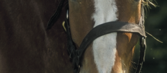 Estimer le poids d’un cheval et sa note d’état corporel, maintenant c’est facile