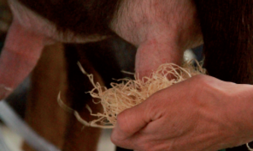 De la laine de bois pour l’hygiène de la traite. Comparaison de plusieurs méthodes sur la flore microbienne présente à la surface des trayons