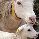 Performances de reproduction : la fécondité des ovins