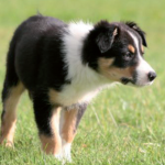 Chien de conduite des troupeaux - Pas de dressage sans éducation