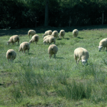 La sortie de bergerie