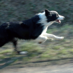 Principales maladies virales du chien de troupeau - Partie I : tractus digestif