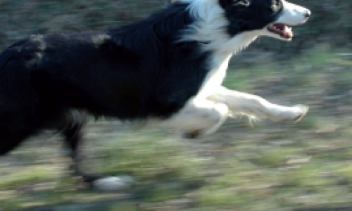 Principales maladies virales du chien de troupeau - Partie I : tractus digestif