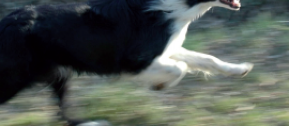 Principales maladies virales du chien de troupeau - Partie I : tractus digestif