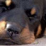 Loger son chien