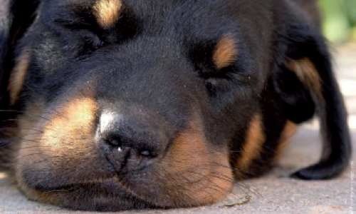 Loger son chien