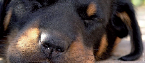 Loger son chien