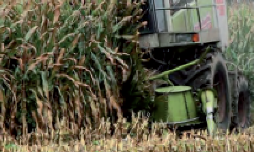 Maïs fourrage - Comment préserver toute la richesse de la plante ?