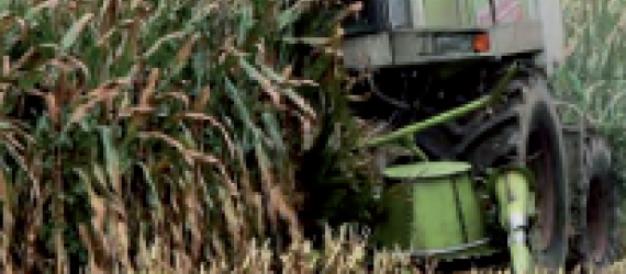 Maïs fourrage - Comment préserver toute la richesse de la plante ?