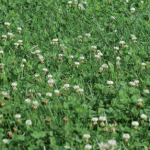 Quelques règles pour l’implantation d’une prairie
