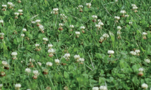 Quelques règles pour l’implantation d’une prairie