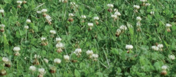 Quelques règles pour l’implantation d’une prairie