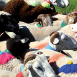 La transhumance, entre enjeux économiques et écologiques