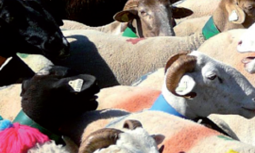 La transhumance, entre enjeux économiques et écologiques