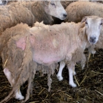 Lutte contre la gale ovine : les bonnes pratiques