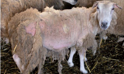 Lutte contre la gale ovine : les bonnes pratiques