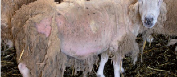 Lutte contre la gale ovine : les bonnes pratiques
