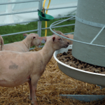 Stimuler la flore ruminale pour améliorer la santé du rumen