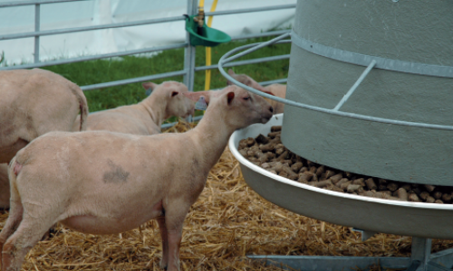 Stimuler la flore ruminale pour améliorer la santé du rumen