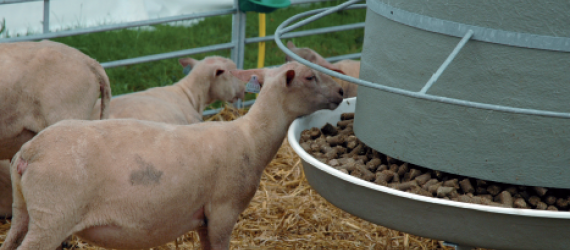 Stimuler la flore ruminale pour améliorer la santé du rumen