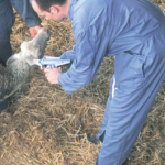 Planifier ses agnelages : comment utiliser MELOVINE ?