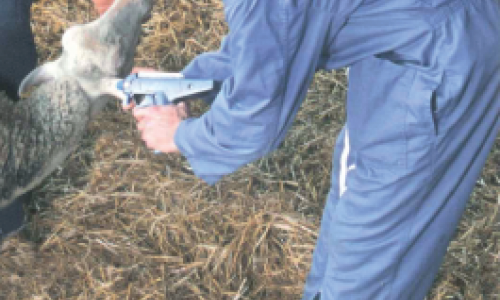 Planifier ses agnelages : comment utiliser MELOVINE ?