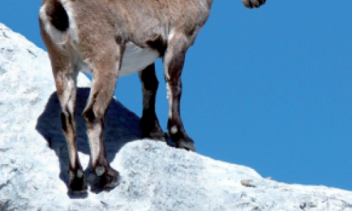 Brucellose et abattage des bouquetins - Des solutions alternative pour protéger les animaux