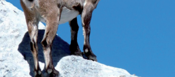 Brucellose et abattage des bouquetins - Des solutions alternative pour protéger les animaux