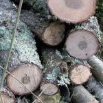 Bûcheronnage, pensez d’abord à la sécurité