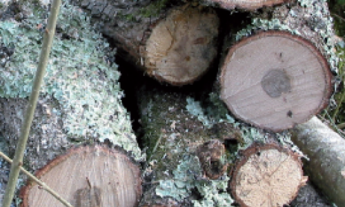 Bûcheronnage, pensez d’abord à la sécurité