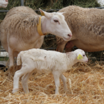 Diarrhée néonatale de l’agneau