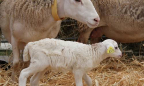 Diarrhée néonatale de l’agneau