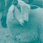 Les clostridioses chez les ovins