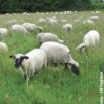 L’Hampshire Rustique et bouchère