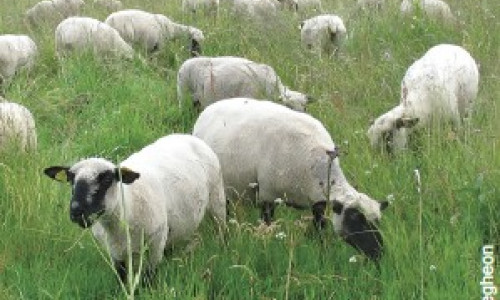 L’Hampshire Rustique et bouchère