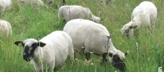 L’Hampshire Rustique et bouchère