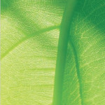 Comprendre  la PHYTOTHERAPIE  et l’AROMATHERAPIE