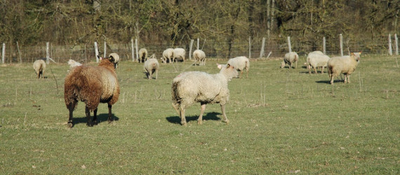 Evolution des myiases  à Wohlfahrtia Magnifica  Maîtrise et protocoles d’essais