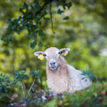 24 éleveurs issus de 9 régions françaises en lice pour le Prix National de l'agrobiodiversité animale