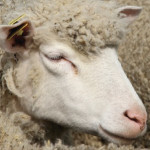 Facteurs de résilience des systèmes ovins viande