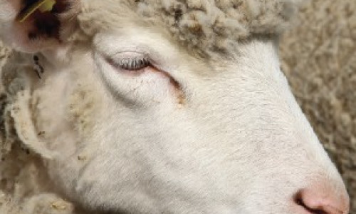 Facteurs de résilience des systèmes ovins viande