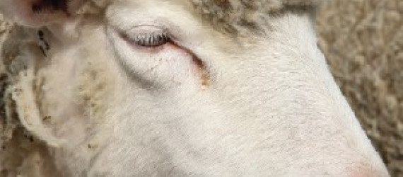 Facteurs de résilience des systèmes ovins viande