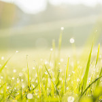 Propositions d’actions sur les pesticides