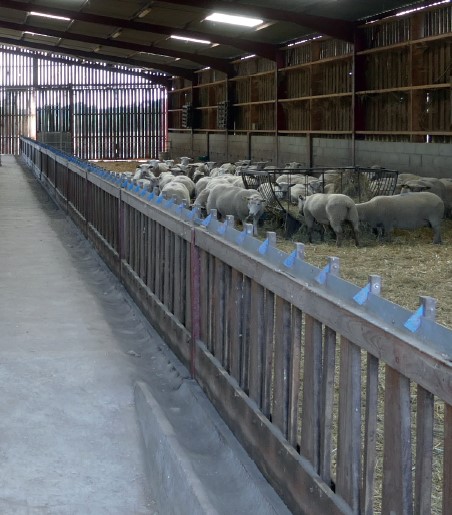 QUIZ :  Comment  maîtriser les mouches  en bâtiment d’élevage ?