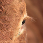 La tuberculose bovine