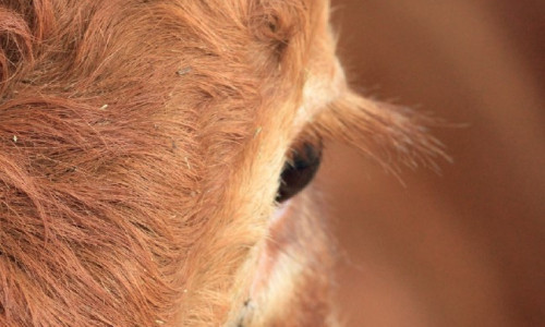 La tuberculose bovine